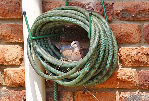 Laughing Dove